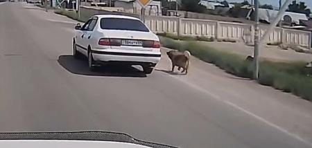 Привязавшего собаку к машине для «выгула» оштрафовали в Алматинской области