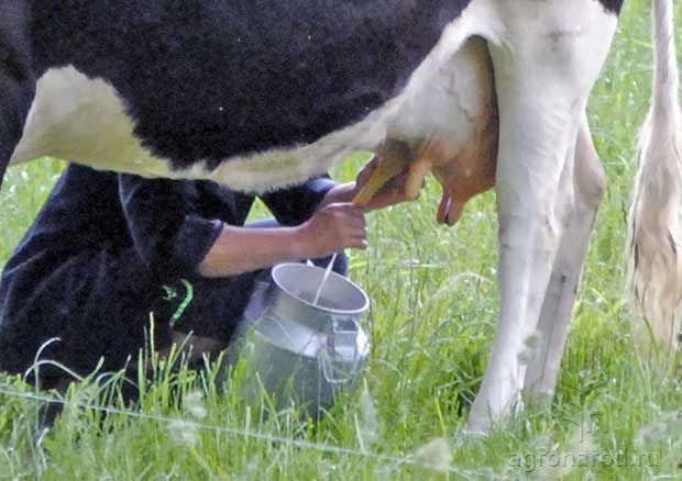 Перед сельчанами в Северном Казахстане встала проблема со сбытом молока