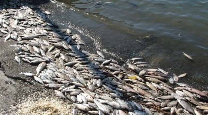 Массовый замор рыбы зарегистрировали в озере Жаксы-Жалгызтау в СКО