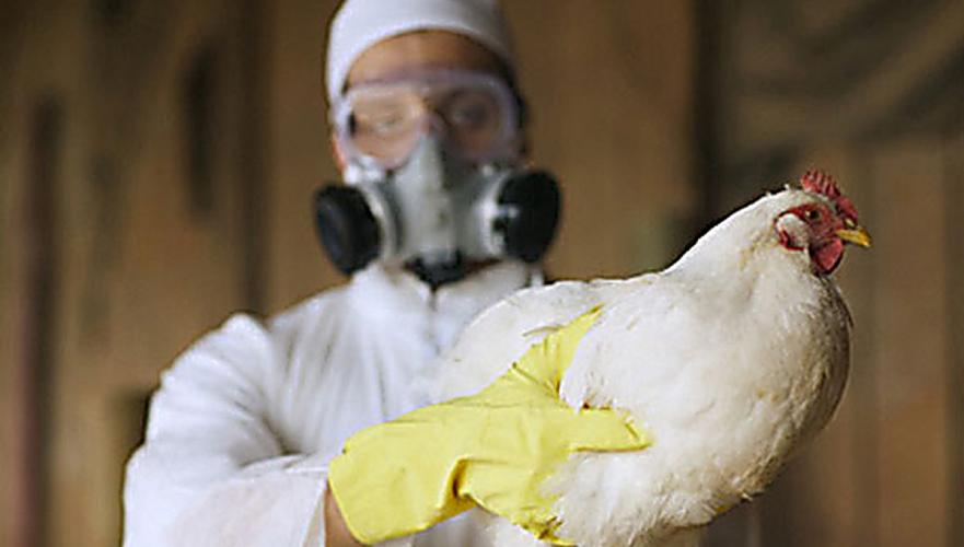 Россия зафиксировала вспышку высокопатогенного птичьего гриппа - OIE